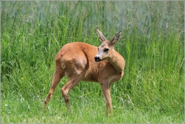 <p>SRNEC OBECNÝ (Capreolus capreolus) Šluknovsko - Jiříkov /European roe deer - Reh/</p>